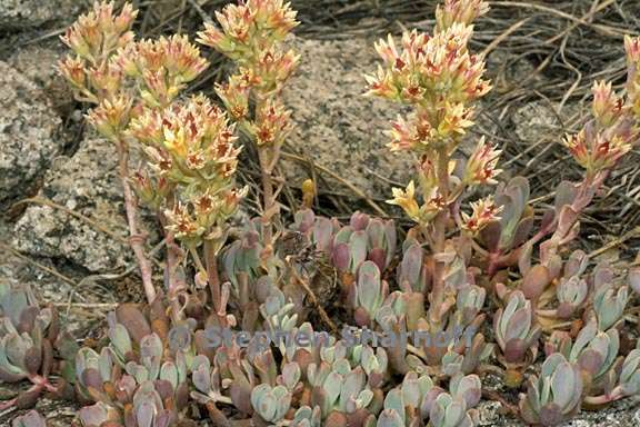 sedum obtusatum ssp obtusatum 7 graphic